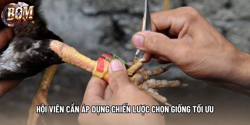 Hội viên cần áp dụng chiến lược chọn giống tối ưu